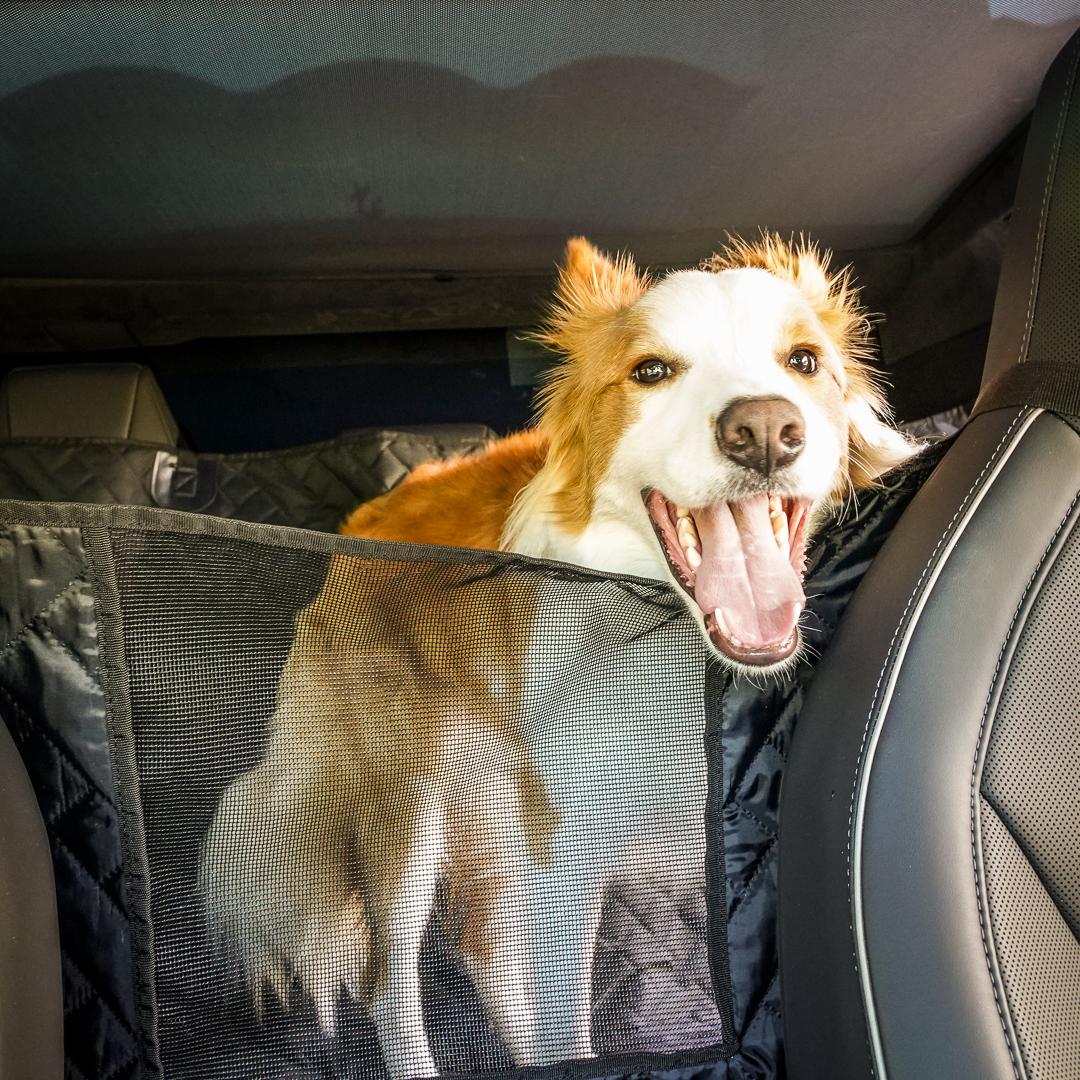 Cybercab Robotaxi Introducing the MARSACCS Cybertruck Pet Cover for Dogs & Pets – Share Your Thoughts! 6