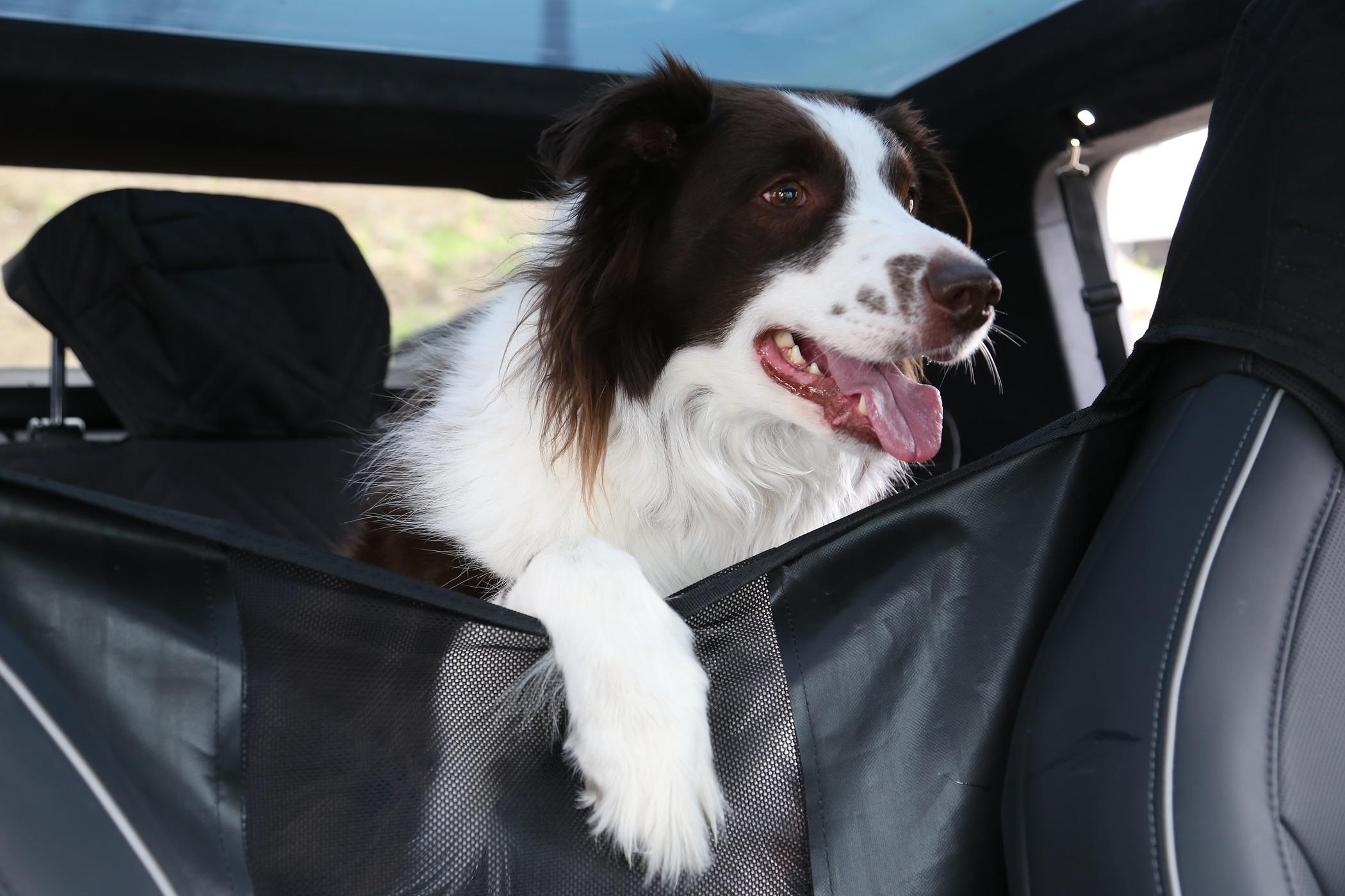 Cybercab Robotaxi ELECFRESH | Product Testing | Cybertruck Backseat Pet Cover Solution IMG_5323.JPG